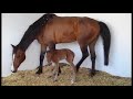 Click here to watch this video Jasmin's foal Morocco