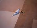 チョロQ動画1.jpg