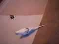 チョロQ動画3.jpg