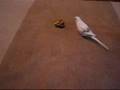 チョロQ動画2.jpg