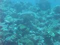 Cocoa Beru @ Maldives