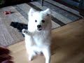 Polo Mini American Eskimo Puppy Spin tricks Polo Mini American Eskimo Puppy Spin tricks