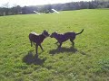 Echo & Roscoe playdate :) Echo & Roscoe playdate :)