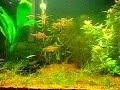 Matogrossos, Pomacea, Peixe-Lapis, Neon, Ottos, e algumas plantas. 