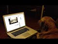 Rudy a capella.: http://t.co/okyIx5fF My buddy's dog has serious musical aspirations