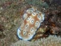 Scuba Diving Philippines - YouTube