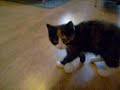 Kitty Kitty