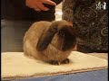 Rabbit Fanciers Rabbit Show