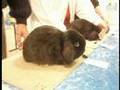 Rabbit Fanciers Rabbit Show