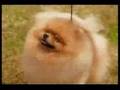 BISS Champion Pomeranian Donny