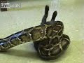 RACISM in Science Class:  African American Bunny vs. Python