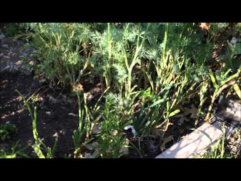 how to harvest garlic chives