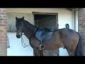 videos de Rowan My beautiful baby horse! :)