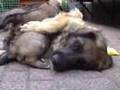 In memory of our Leonberger Mo