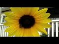Bee Pollinating Sunflower Bee Pollinating Sunflower