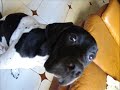 funny puppies/woke up this morning