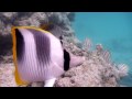 SNORKEL Manihi Pearl Beach Resort - French Polynesia