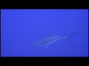 2008 Diving Tubbataha Reef Philippines 5/5
