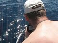 lazurkowe delfiny lazurkowe delfiny