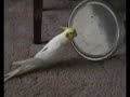 Cheeky, our Cockatiel