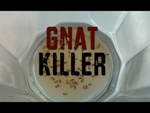 how to get rid of gnats around my sink