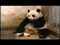 even pandas get scared