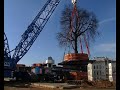 saving the tree in liberec