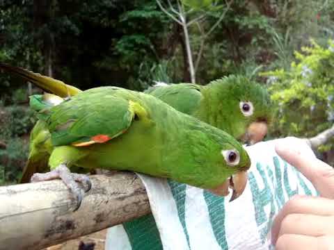 Maritacas - Casal de maritacas que falam e imitam as pessoas... Local:::Governador Valadares (desidérios). Data::: 12/10/2009. Vídeo por::: César mind.