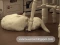 Pipi the cat chases Snowball the kitten Pipi the cat chases Snowball the kitten