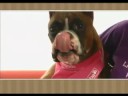 Boxer Video 2 Boxer Video 2