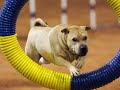 Agility Slideshow - Chinese Shar-Pei