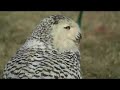 Falconers Convention Falconers Convention