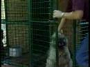 Dog Problem Solving with Gary Jackson Part 5 Dog Problem Solving with Gary Jackson Part 5