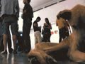 NO ES ARTE, ES CRUELDAD, ES ASESINATO!!! NO ES ARTE, ES CRUELDAD, ES ASESINATO!!!