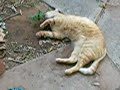 Orange Tabby Gets High