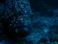 videos de meros BUBBLES SEA