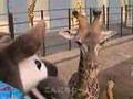 ◆きーりーんー！（this here giraaaaaaaaaaffe!!!!!!)