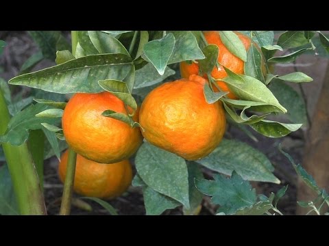 how to grow oranges