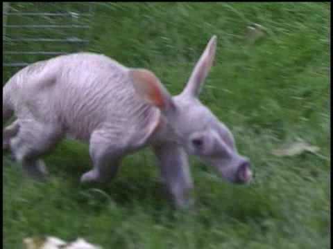 Aardvark