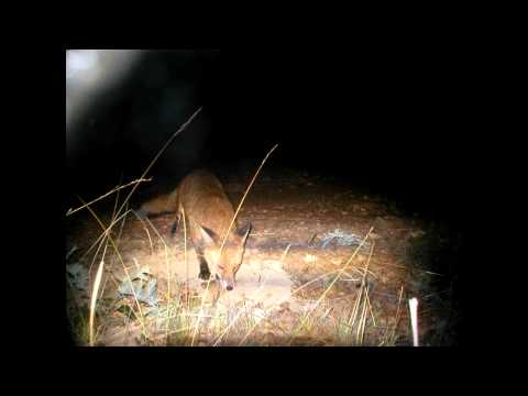 how to control feral cats