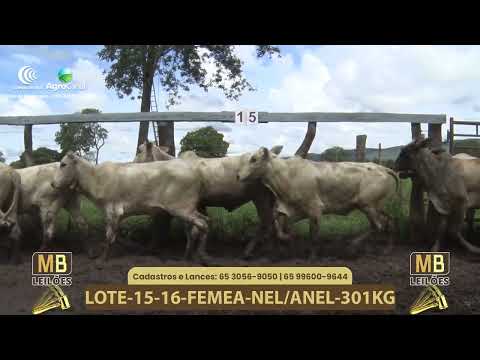 543� LEIL�O VIRTUAL MB LEIL�ES