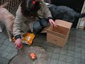 Two is One Dog's Home 08/01/31