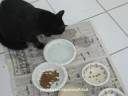 How A Dumb Cat Eats How A Dumb Cat Eats