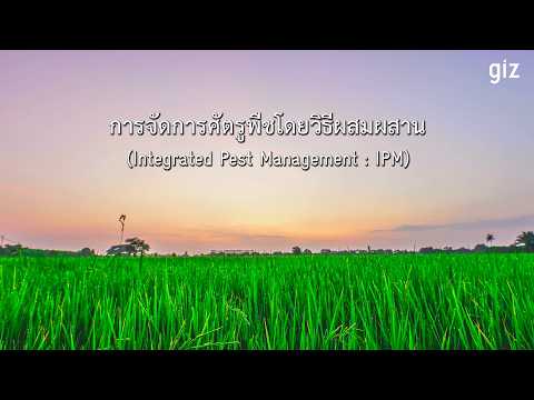 การจัดการศัตรูพืชแบบผสมผสาน (Integrated Pest Management)