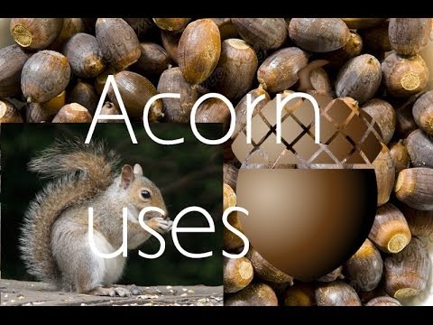 how to collect acorns