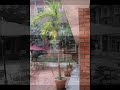 Memories of The Red-Bricked Library (2nd Version)