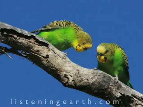 Nature sounds budgerigar calls for contented and healthy pets