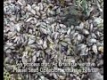 Sustainable Dutch Mussels 2 of 4 Sustainable Dutch Mussels 2 of 4
