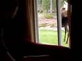 Moose Attack