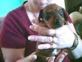 videos de Cute Dachshund mini Puppies- 3weeks